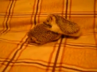 hedgehogs. and you spoke awkwardly))